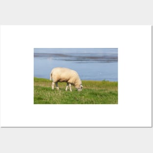 Sheep on a dyke, North Sea resort of Dangast, Varel-Dangast Posters and Art